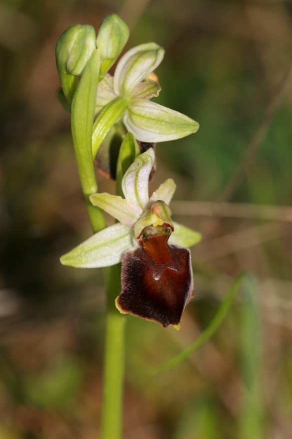 Ophrys praecox o morisii?